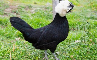 黑色鸡肉是什么品种？