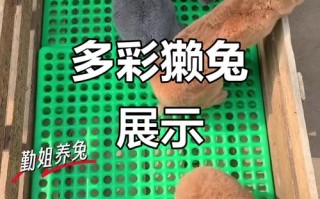 獭兔品种有哪些？