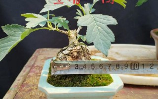 山楂树盆景怎么种才好看？