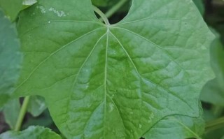 茑萝花到底有多少个品种？