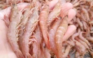 青岛水产对虾批发市场哪里找？