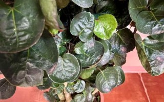 金钱兜换土要怎么做？