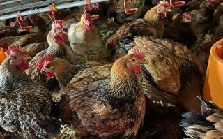 西北能养殖什么