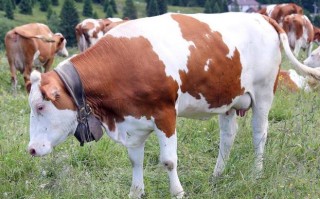 我国三大基础母牛品种有哪些？