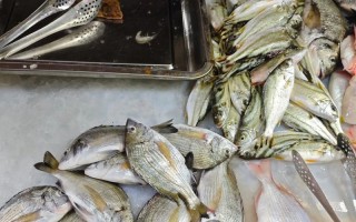 长期养殖活海鲜有哪些常见品种？