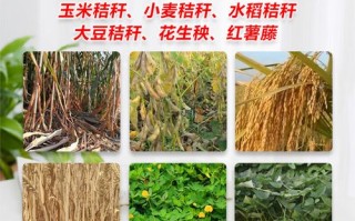 制作青储饲料用什么发酵粉好