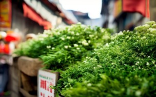 广东金线莲价格多少