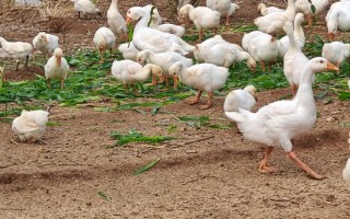 什么品种鹅适合放养？