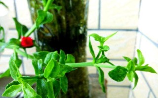 心叶日中花的修剪方法