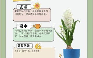 花信子何时种？怎么种才好？
