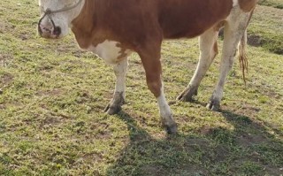 什么牛杂交品种长得最快？