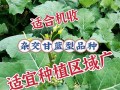 泸州种植什么品种的油菜