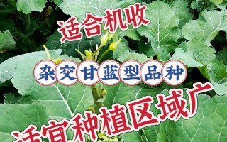 泸州种植什么品种的油菜