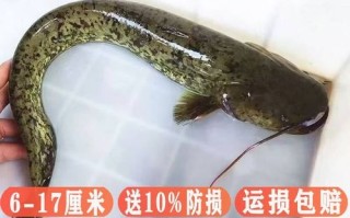 养殖二须鲶鱼是哪个品种？