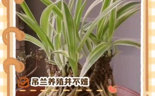 大叶吊兰根怎么养才能长得好？