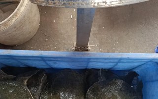 当前甲鱼价格行情如何？