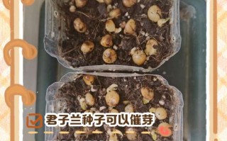 君子兰种子怎么护理？