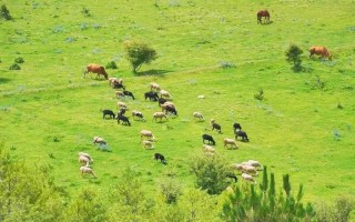 红骨山羊价格是多少