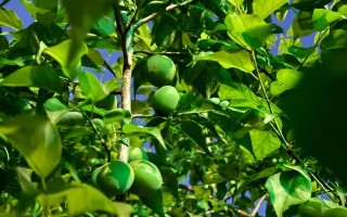 青梅树何时种？怎么种才高产？