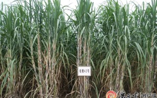 广西高糖蔗有哪些优良品种？