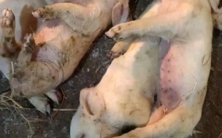 养殖业什么病害最小