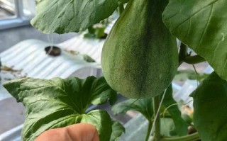 哈密瓜种子怎么处理才高产？