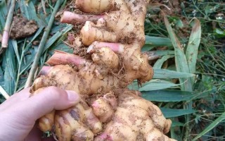 生姜什么品种产量最高？