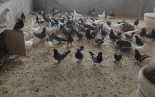 单县有养殖品种鸽的吗？