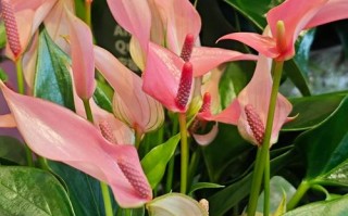 马蹄莲早花品种有哪些？