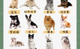 哪些狗品种适合肉狗养殖？