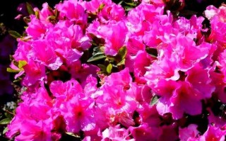 美国杜鹃花有哪些常见品种？