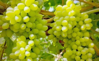 无籽的小葡萄什么品种