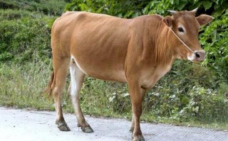 南方适合养什么黄牛品种？