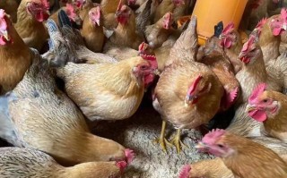 饲料鸡是什么毛色