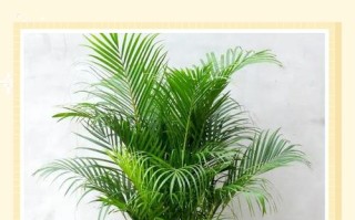 散尾葵病害多？防治方法有哪些？