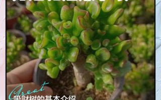 吸财树怎么养才爆盆？