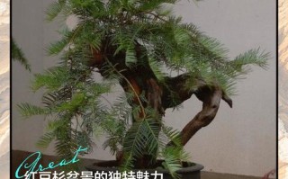 盆栽红豆杉哪个品种更适合？