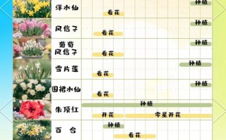 常见观花植物有哪些品种？