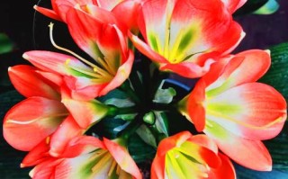 东北君子兰什么品种好