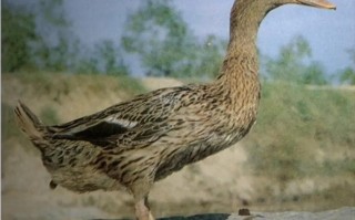 鸭什么品种产蛋又多又大？