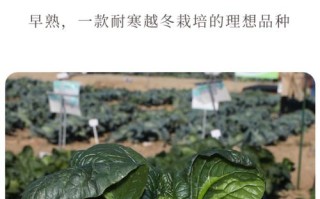 冬天适合种哪些蔬菜？