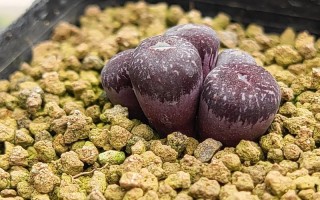 肉锥品种有哪些？常见品种大盘点