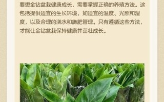 金钻花怎么繁殖？方法有哪些？