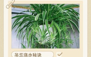 吊兰叶子发黄怎么办？