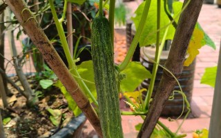 盆栽黄瓜品种怎么选？