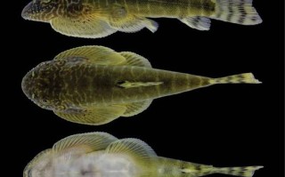 珠三角最新鱼类品种有哪些？