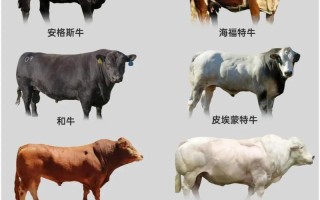 养殖肉牛品种哪个好？选种要注意啥？