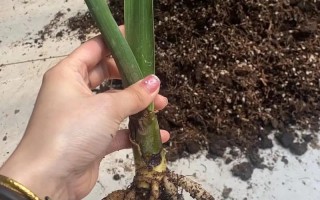 君子兰无根怎么种？直接栽土里能活吗？