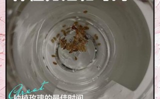 玫瑰花怎么种？关键步骤和注意事项有哪些？
