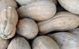 蜜本南瓜是南瓜最好品种吗？